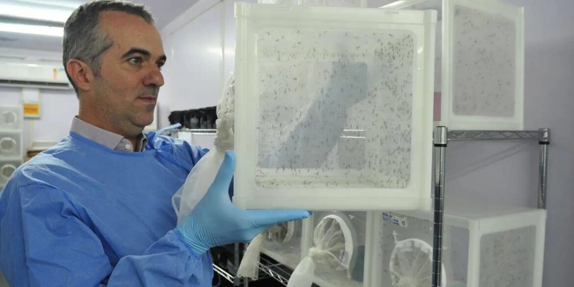 brasileiro-criador-do-“aedes”-que-bloqueia-dengue-e-eleito-pela-nature