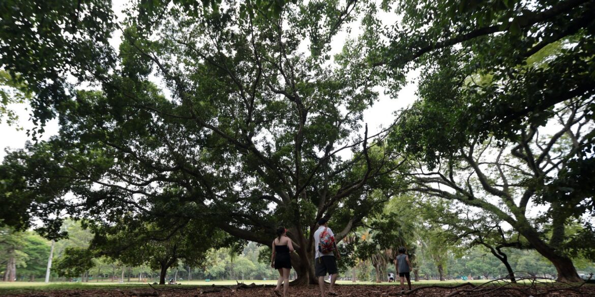 sp:-tres-pessoas-ficam-feridas-apos-arvore-cair-no-parque-ibirapuera
