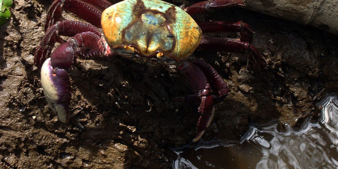 calendario-de-defeso-do-caranguejo-uca-comeca-dia-18-proximo