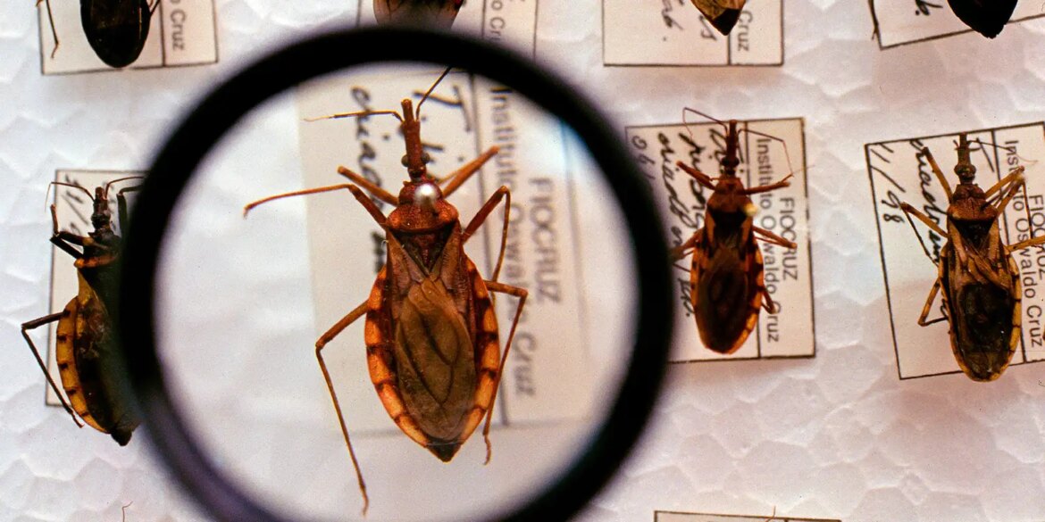 saude-anuncia-r$-12-milhoes-para-enfrentamento-da-doenca-de-chagas